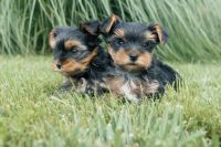 Yorkshire Terrier Puppies for sale in 84118 Avendia Cedrus, Coachella, CA 92236, USA. price: NA