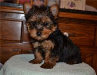 Yorkshire Terrier Puppies for sale in 10001 Oleander Ave, Fontana, CA 92335, USA. price: NA