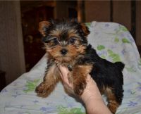 Yorkshire Terrier Puppies for sale in 35005 Quail Rd, Callahan, FL 32011, USA. price: NA