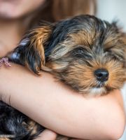Yorkshire Terrier Puppies for sale in 77001 Reid, Chapel Hill, NC 27517, USA. price: NA
