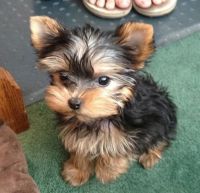 Yorkshire Terrier Puppies for sale in 90202 W 207 Pr NW, Prosser, WA 99350, USA. price: NA