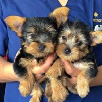 Yorkshire Terrier Puppies for sale in 99501 Gibbs Ln, Chapel Hill, NC 27517, USA. price: NA