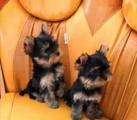 Yorkshire Terrier Puppies for sale in 85002 Patricia Ct, Fernandina Beach, FL 32034, USA. price: NA