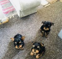 Yorkshire Terrier Puppies for sale in 89123 Dellmoor Loop, Warrenton, OR 97146, USA. price: NA