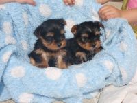 Yorkshire Terrier Puppies for sale in 05030 Baker Rd, Gobles, MI 49055, USA. price: NA