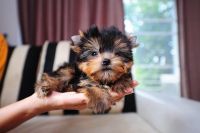 Yorkshire Terrier Puppies for sale in 20104 E Hardy Rd, Houston, TX 77073, USA. price: NA