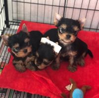 Yorkshire Terrier Puppies for sale in 82006 Lamar Ave, Fort Hood, TX 76544, USA. price: NA
