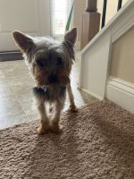 Yorkshire Terrier Puppies for sale in Atlanta, GA 30309, USA. price: NA
