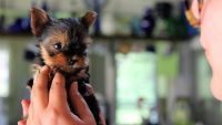 Yorkshire Terrier Puppies for sale in 1255 W Temple St, Los Angeles, CA 90026, USA. price: NA