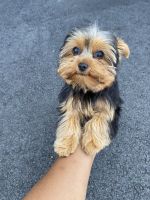 Yorkshire Terrier Puppies for sale in Gainesville, VA, USA. price: NA