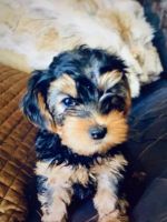 Yorkshire Terrier Puppies for sale in Avondale, AZ, USA. price: NA