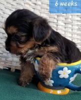 Yorkshire Terrier Puppies for sale in Fairbanks, AK, USA. price: NA