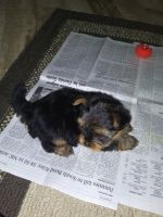 Yorkshire Terrier Puppies for sale in Elkhart, IN, USA. price: NA