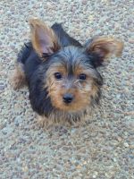 Yorkshire Terrier Puppies for sale in Southaven, MS, USA. price: NA