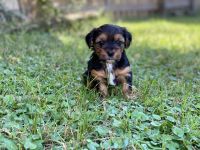 Yorkshire Terrier Puppies for sale in Lovelady, TX 75851, USA. price: NA