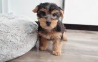 Yorkshire Terrier Puppies for sale in Anaheim, CA, USA. price: NA