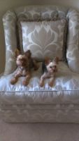 Yorkshire Terrier Puppies for sale in Fort Washington, MD, USA. price: NA