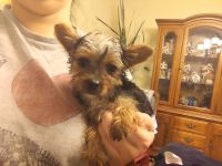 Yorkshire Terrier Puppies for sale in Willimantic, CT 06226, USA. price: NA