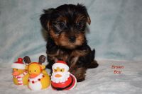 Yorkshire Terrier Puppies for sale in Orlando, FL 32808, USA. price: NA