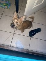 Yorkshire Terrier Puppies for sale in Orlando, FL 32839, USA. price: NA