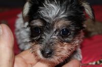 Yorkshire Terrier Puppies for sale in Hartville, MO 65667, USA. price: NA