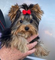 Yorkshire Terrier Puppies for sale in NY State Thruway, New York, USA. price: NA