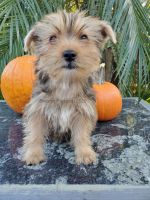 Yorkshire Terrier Puppies for sale in Vista, CA, USA. price: NA