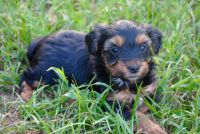 Yorkshire Terrier Puppies for sale in Lovelady, TX 75851, USA. price: NA