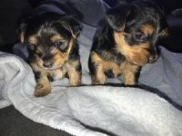 Yorkshire Terrier Puppies for sale in Denton Hill Rd, New York 10958, USA. price: NA