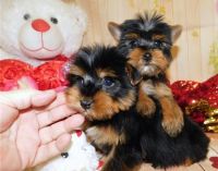 Yorkshire Terrier Puppies for sale in Denton Hill Rd, New York 10958, USA. price: NA