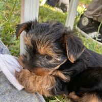 Yorkshire Terrier Puppies for sale in C and A St, Onalaska, TX 77360, USA. price: NA