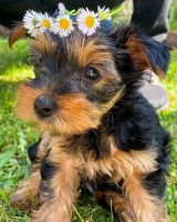 Yorkshire Terrier Puppies for sale in C and A St, Onalaska, TX 77360, USA. price: NA