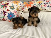 Yorkshire Terrier Puppies for sale in California St, San Francisco, CA, USA. price: NA