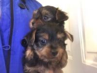 Yorkshire Terrier Puppies for sale in Castle Rock, CO, USA. price: NA