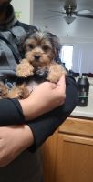 Yorkshire Terrier Puppies for sale in Jefferson Hills, PA, USA. price: NA