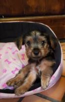 Yorkshire Terrier Puppies for sale in Altadena, CA, USA. price: NA