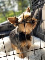 Yorkshire Terrier Puppies for sale in Shelby, NC, USA. price: NA