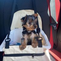 Yorkshire Terrier Puppies for sale in Ca Trail, West Wendover, NV 89883, USA. price: NA