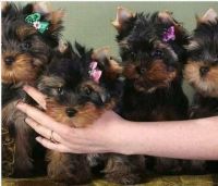 Yorkshire Terrier Puppies for sale in NJ-27, Edison, NJ, USA. price: NA