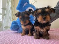 Yorkshire Terrier Puppies for sale in Miami, FL, USA. price: NA