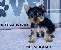 Yorkshire Terrier Puppies for sale in Puerto Rico, TX 78563, USA. price: NA