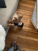 Yorkshire Terrier Puppies for sale in Boston, MA 02126, USA. price: NA