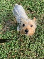 Yorkshire Terrier Puppies for sale in Lancaster, TX 75146, USA. price: NA