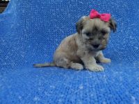 Yorkshire Terrier Puppies for sale in La Habra Heights, CA, USA. price: NA
