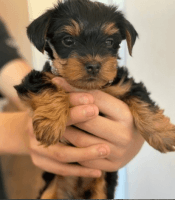 Yorkshire Terrier Puppies for sale in Chicago Ridge, IL, USA. price: NA