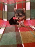 Yorkshire Terrier Puppies for sale in Louisville, KY 40203, USA. price: NA