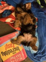 Yorkshire Terrier Puppies for sale in Philadelphia, PA 19144, USA. price: NA