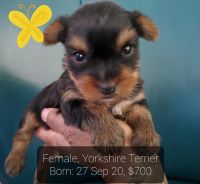 Yorkshire Terrier Puppies for sale in Oklahoma City, OK, USA. price: NA