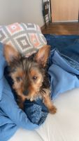 Yorkshire Terrier Puppies for sale in Oskaloosa, IA 52577, USA. price: NA