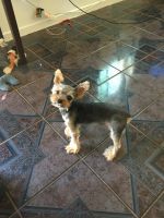 Yorkshire Terrier Puppies for sale in 23857 Sunnymead Boulevard, Moreno Valley, CA 92553, USA. price: NA